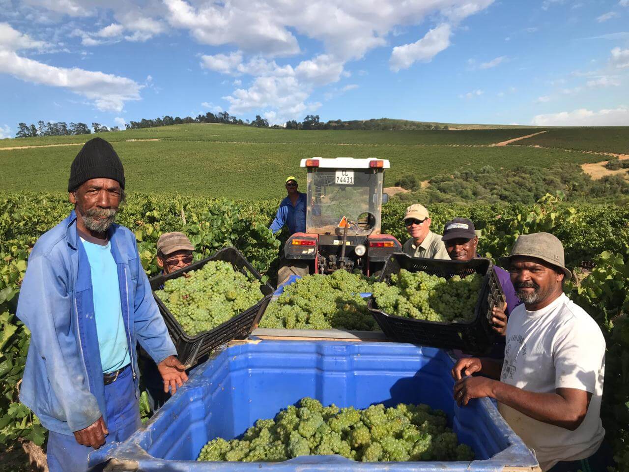 Stellenbosch Harvest: The Drought’s Ripple Effect Still Being Felt ...